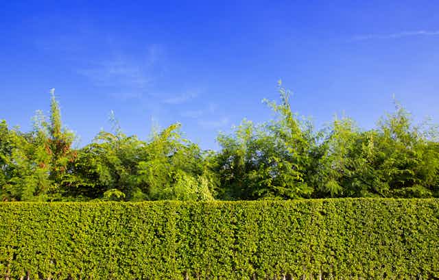 A long lush green garden hedge against a bright blue sky.