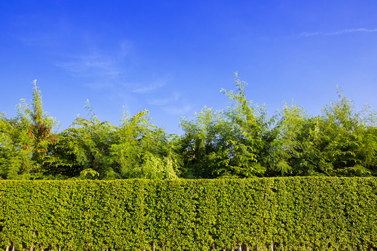 A long lush green garden hedge against a bright blue sky.