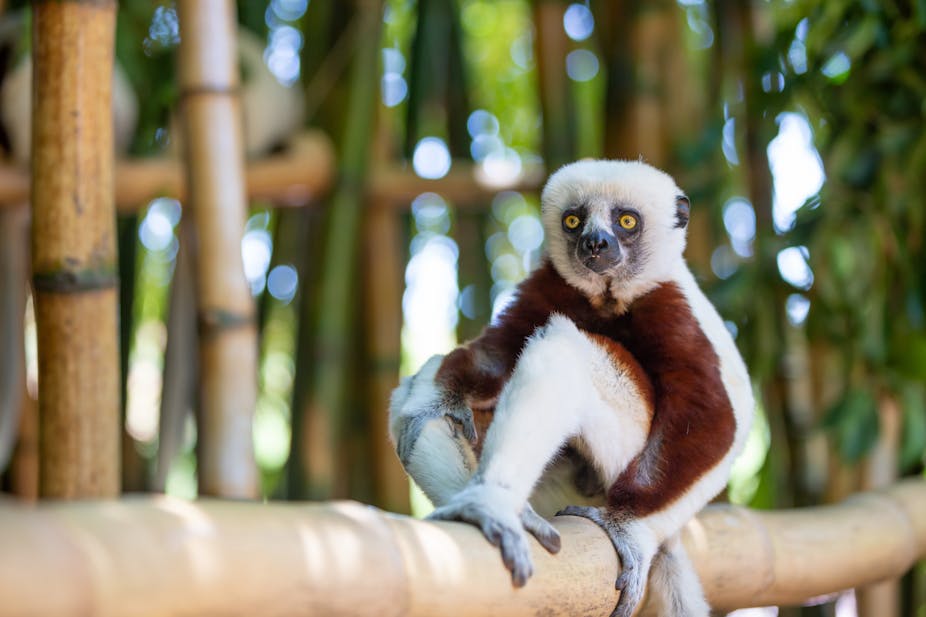 The Coquerel Sifaka in its natural environment in a Malagasy national park.