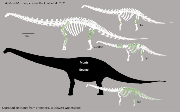 Australia's largest dinosaur yet spanned the length of 2 buses