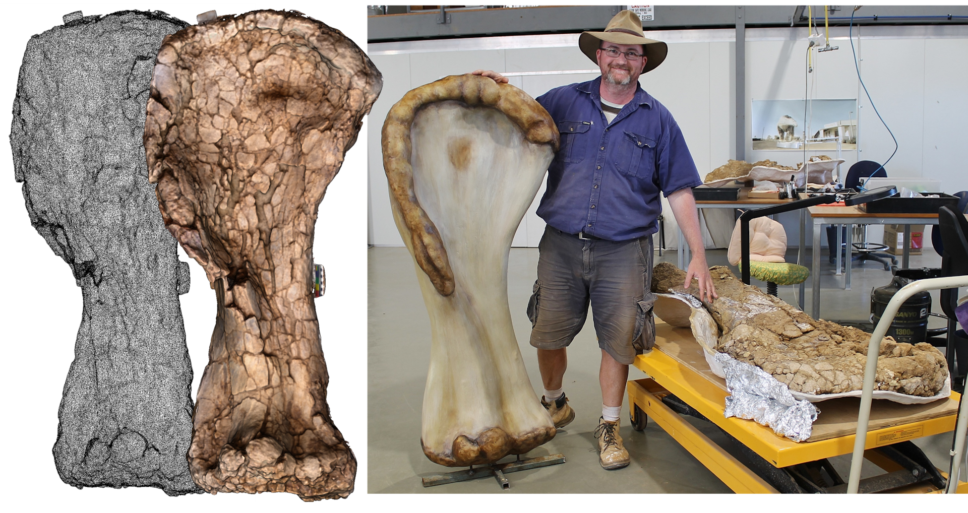 EarthSky | Meet Australotitan: Australia’s Largest Dinosaur Yet Discovered