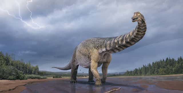 _Australotitan cooperensis_, Australia's largest species of dinosaur.