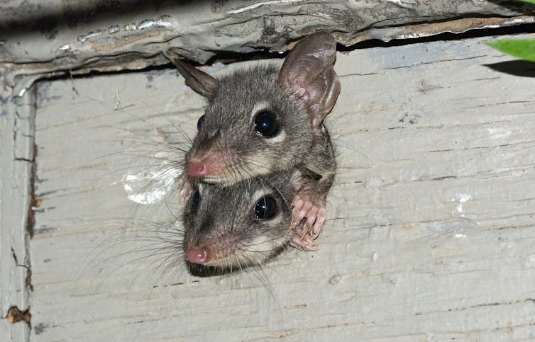 my photos show chainsaw-carved tree hollows make perfect new homes for this mysterious marsupial