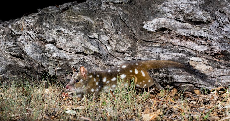 my photos show chainsaw-carved tree hollows make perfect new homes for this mysterious marsupial