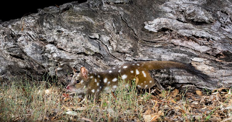 DIY habitat: my photos show chainsaw-carved tree hollows make perfect new homes for this mysterious marsupial