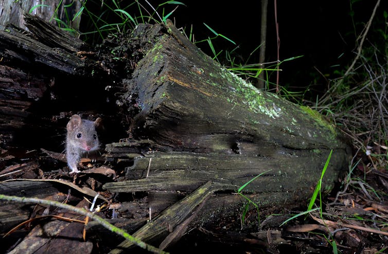 DIY habitat: my photos show chainsaw-carved tree hollows make perfect new homes for this mysterious marsupial