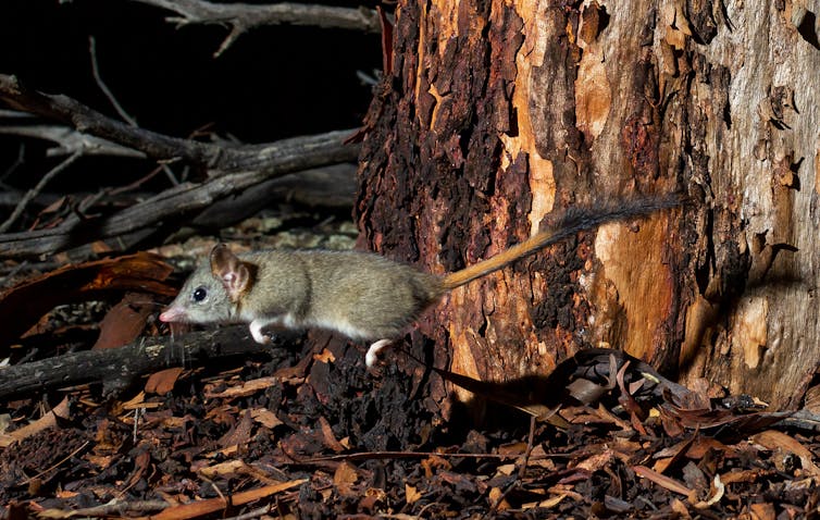 my photos show chainsaw-carved tree hollows make perfect new homes for this mysterious marsupial