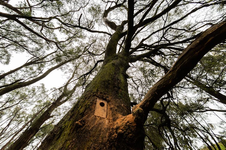my photos show chainsaw-carved tree hollows make perfect new homes for this mysterious marsupial