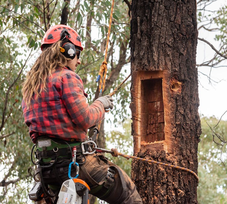 my photos show chainsaw-carved tree hollows make perfect new homes for this mysterious marsupial