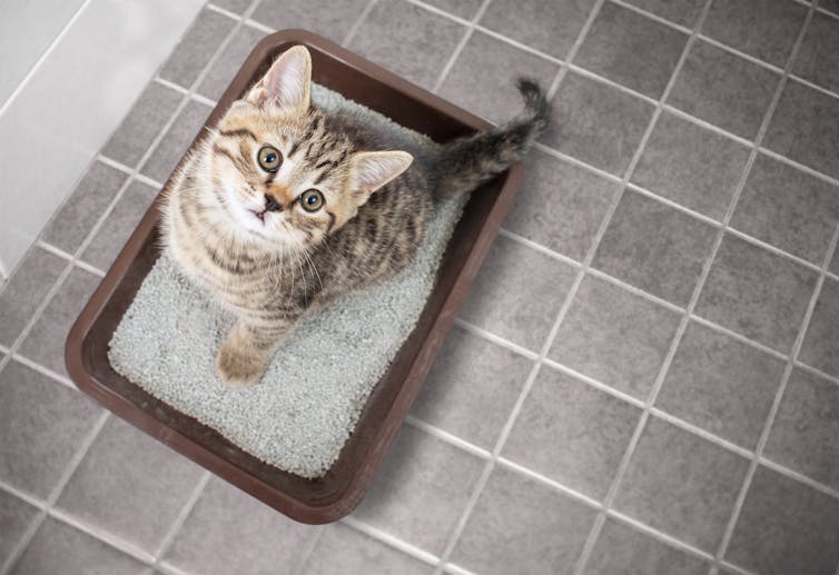 Cat sitting on litter tray