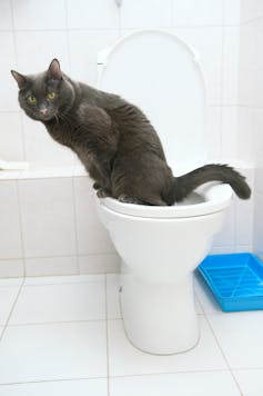 Cat using a human toilet