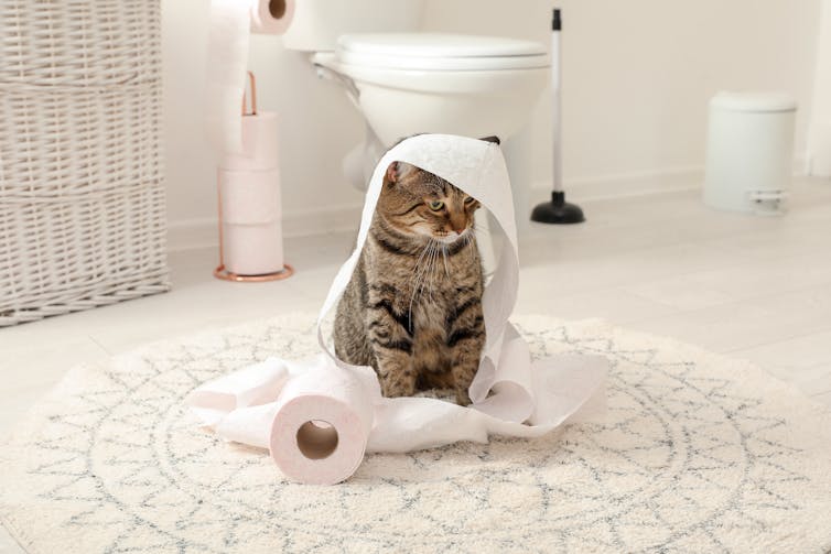 can I flush cat poo down the toilet?