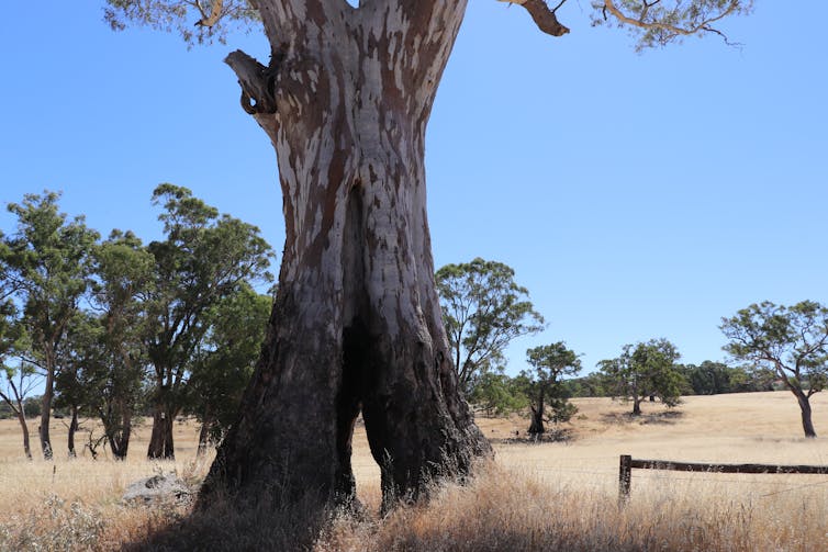 Book review: Farmers or Hunter-gatherers? The Dark Emu Debate rigorously critiques Bruce Pascoe's argument