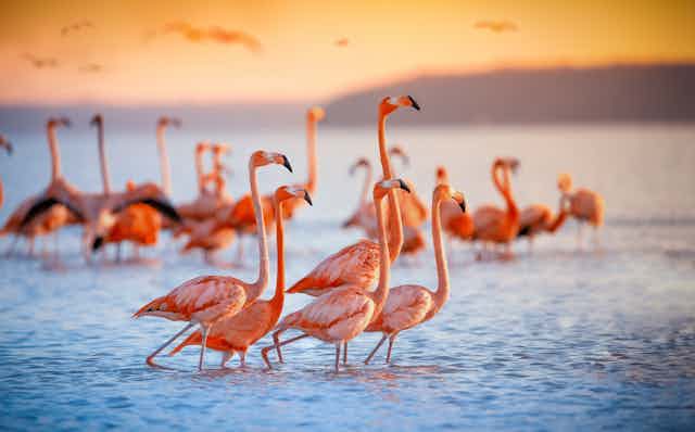 A flock of pink flamingos huddle on a lake at sunset.