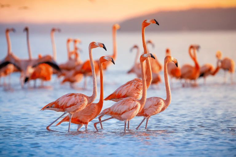 A flock of pink flamingos huddle on a lake at sunset.