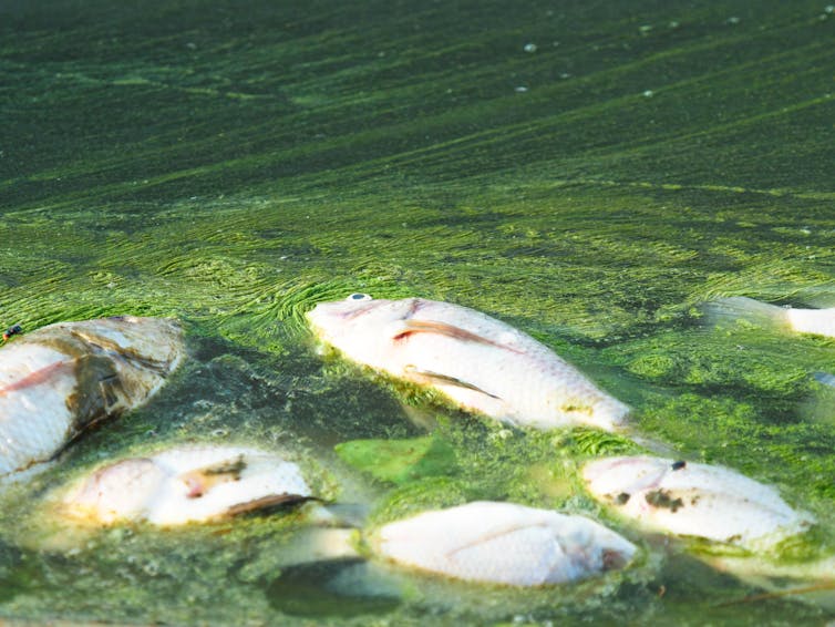 Six dead fish float in algae-choked water.