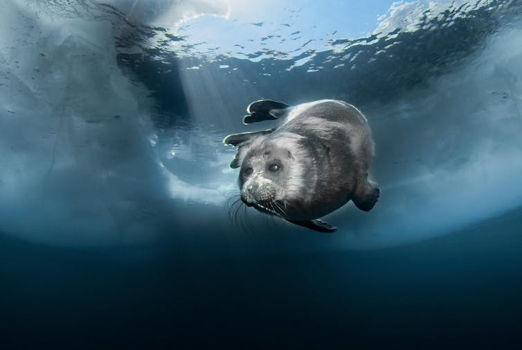 A glossy, grey-coloured seal swimming under ice.