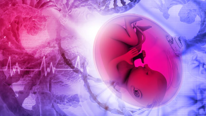 Programación fetal, la hipótesis que estudia si nuestras enfermedades están previstas antes de nacer