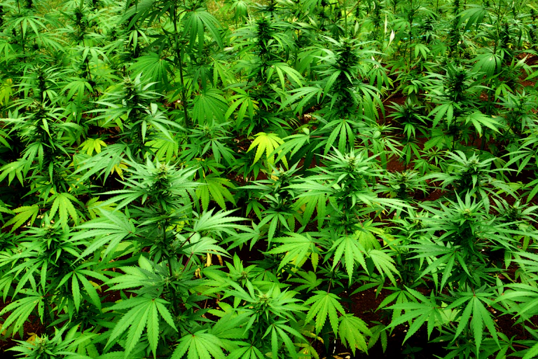 Marijuana plants at the mausoleum for reggae musician Peter Tosh (1944 - 1987) in the grounds of his former house in Belmont, Jamaica, 3rd June 2011.