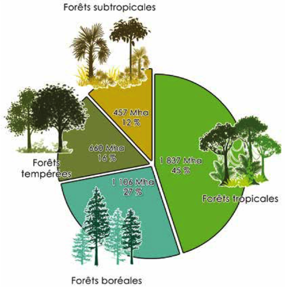 Offsets in the forests  Mouvement Mondial pour les Forêts Tropicales