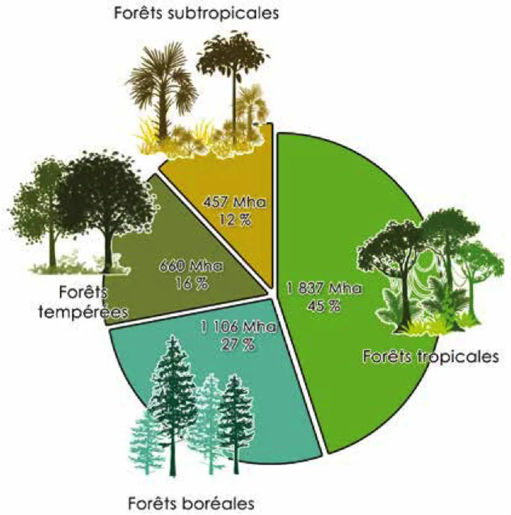 Forête Couper moins et laisser reposer : une nouvelle gestion des forêts ...