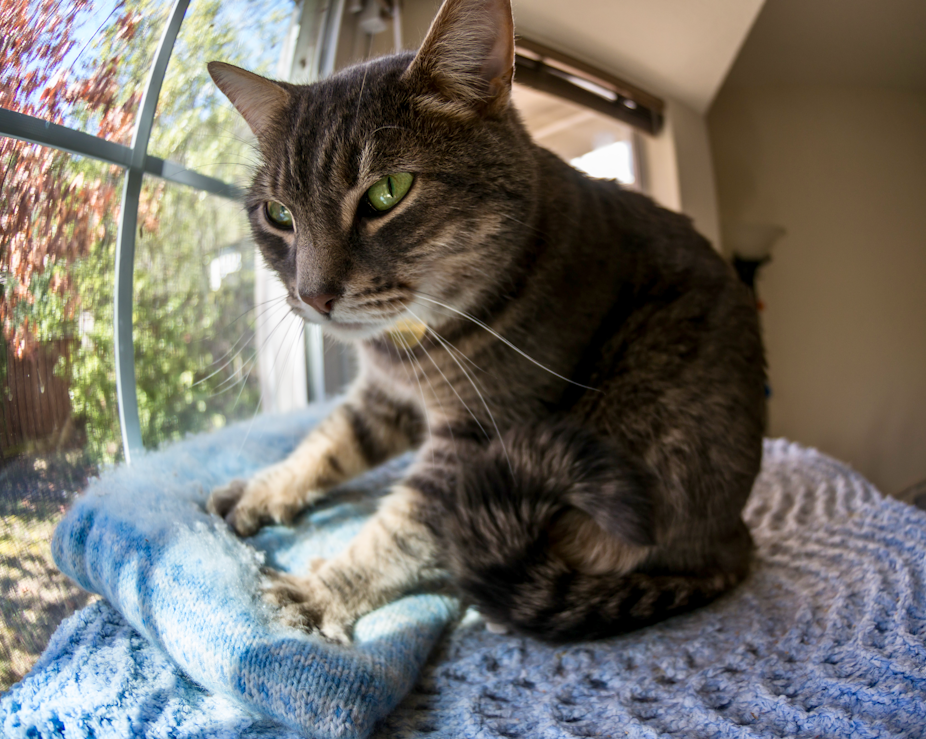 A relaxed looking cat kneads a blue blacket.