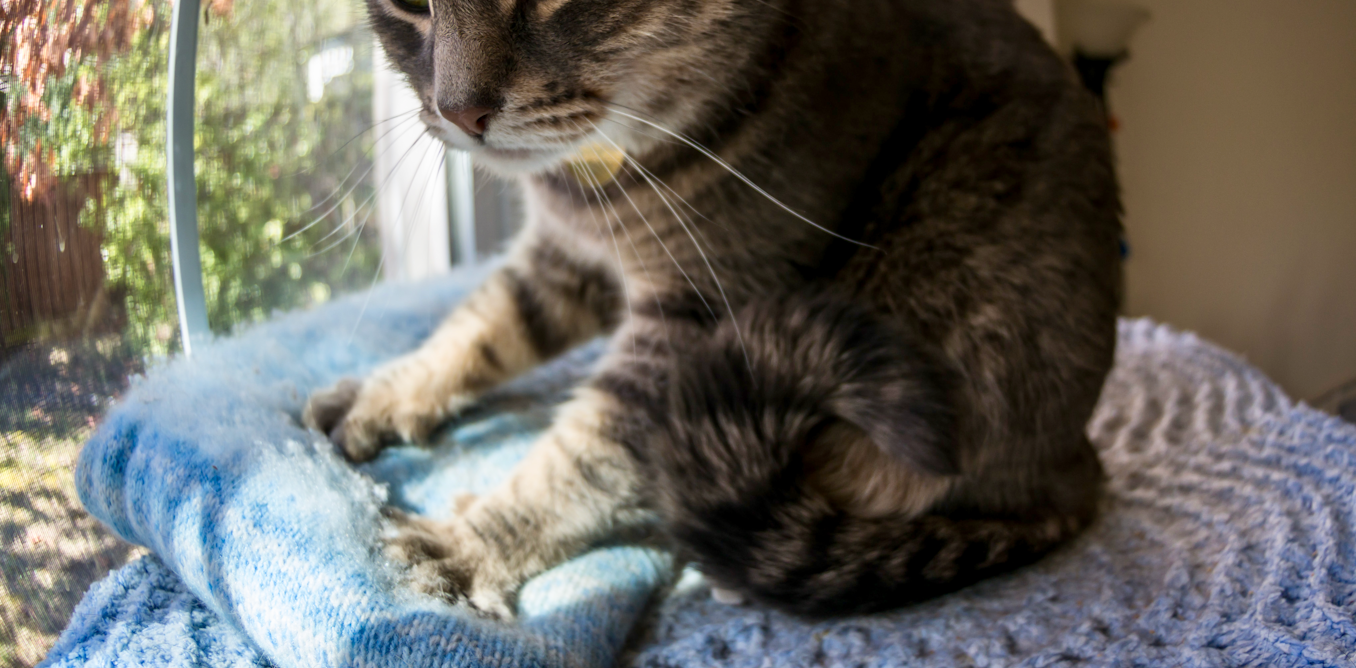 Why do cats pad blankets cheap
