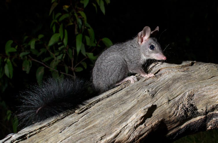 my photos show chainsaw-carved tree hollows make perfect new homes for this mysterious marsupial