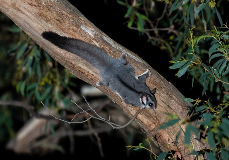 my photos show chainsaw-carved tree hollows make perfect new homes for this mysterious marsupial