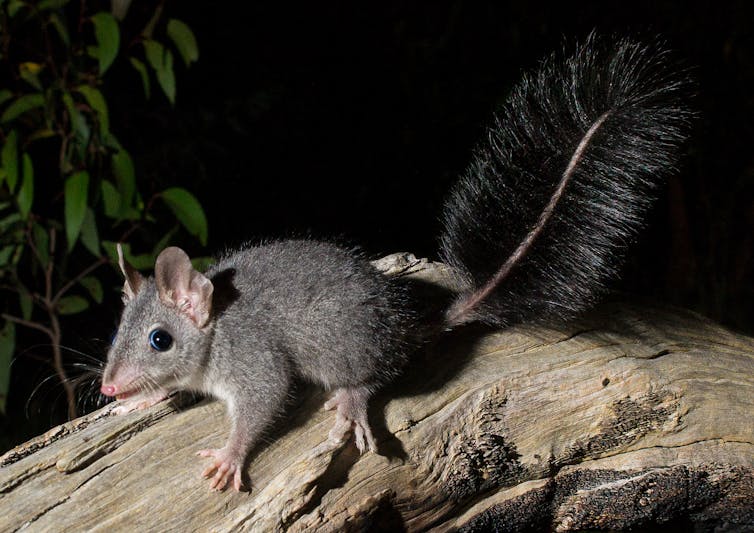 my photos show chainsaw-carved tree hollows make perfect new homes for this mysterious marsupial