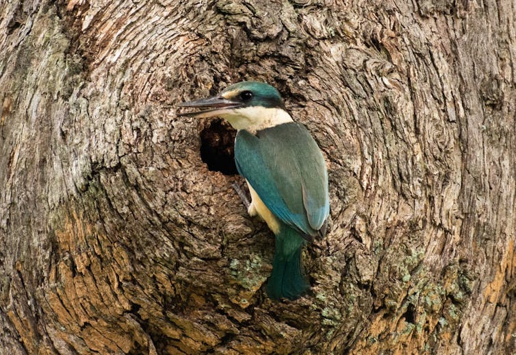 my photos show chainsaw-carved tree hollows make perfect new homes for this mysterious marsupial