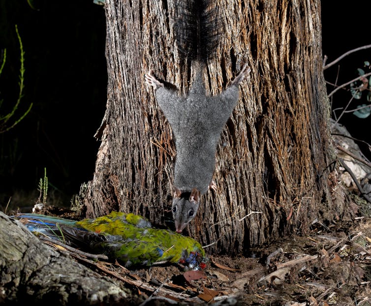 my photos show chainsaw-carved tree hollows make perfect new homes for this mysterious marsupial