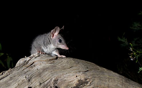 my photos show chainsaw-carved tree hollows make perfect new homes for this mysterious marsupial