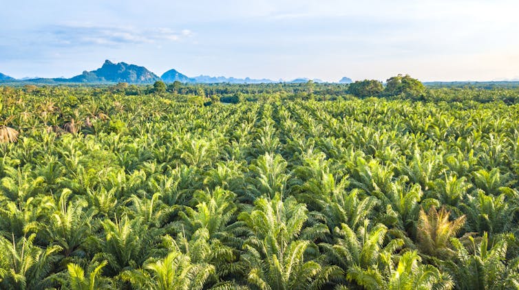 A oil palm plantation showing endless identical rows of palms.