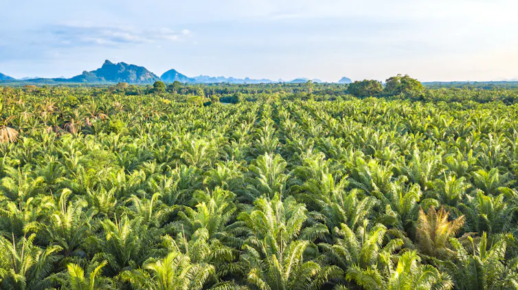 A oil palm plantation showing endless identical rows of palms.
