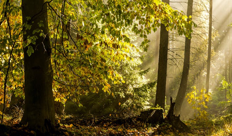 A natural forest, with sunlight streaming through the leaves.