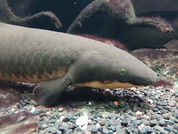 Australian lungfish