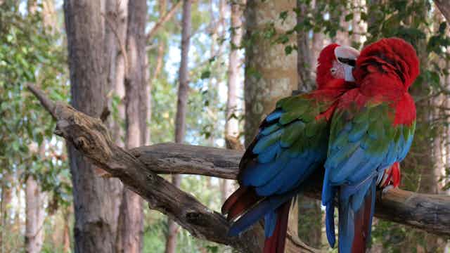 A pair of brightly coloured parrots in the Brazilian rainforest.