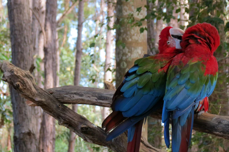A pair of brightly coloured parrots in the Brazilian rainforest.