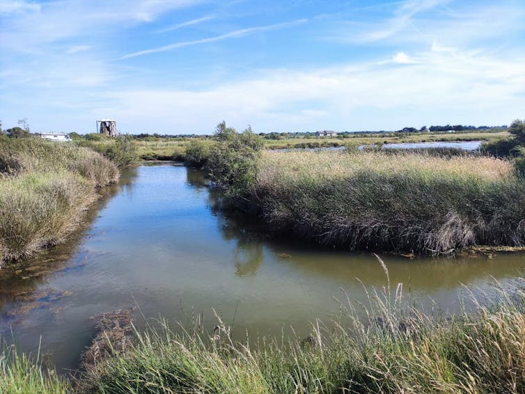 Peatlands worldwide are drying out, threatening to release 860 million tonnes of carbon dioxide every year