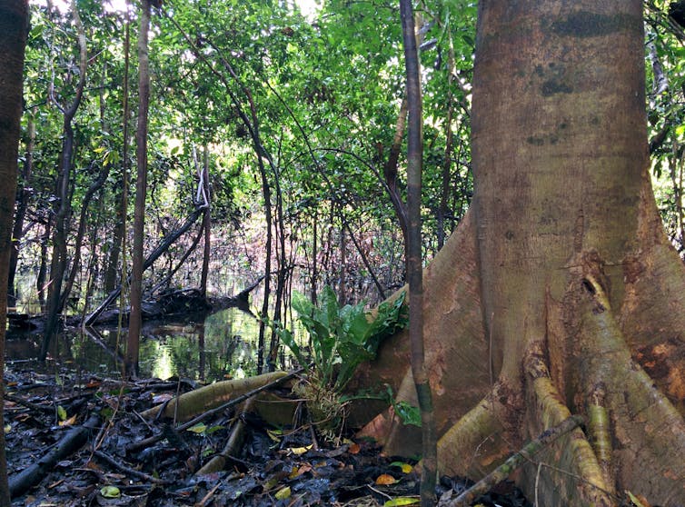 Peatlands worldwide are drying out, threatening to release 860 million tonnes of carbon dioxide every year