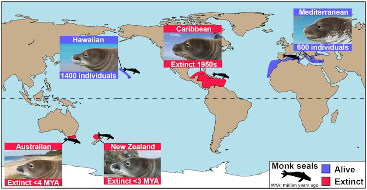 The most endangered seals in the world once called Australia home