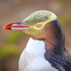 Penguins adapt their voices to sound like their companions - new study