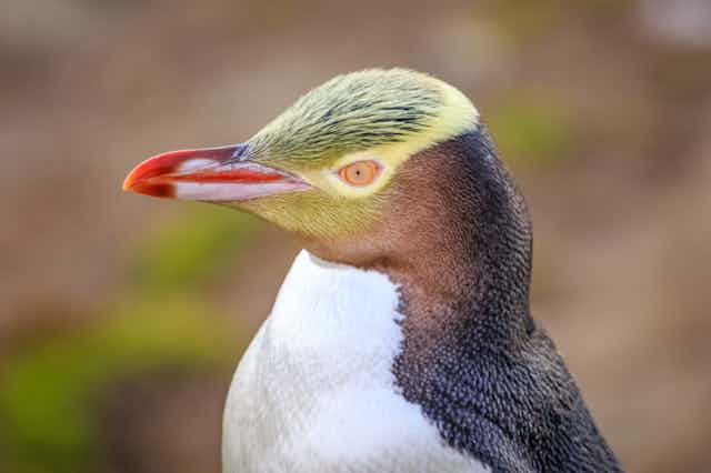 A small penguin in profile with yellow face and red beak.