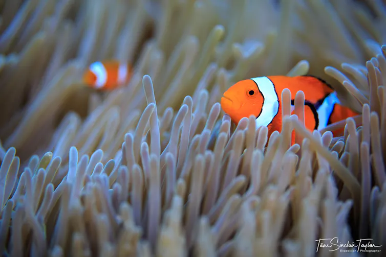 Quand Le Poisson Clown Nemo Retarde La Formation De Ses Bandes Blanches Quand Le Poisson Clown Nemo Retarde La Formation De Ses Bandes Blanches