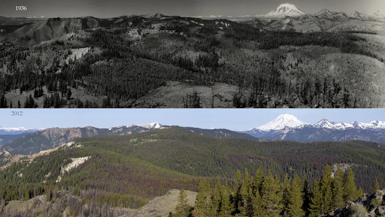 Two photos of the same forest landscape, the older photo showing more open area in the forest.