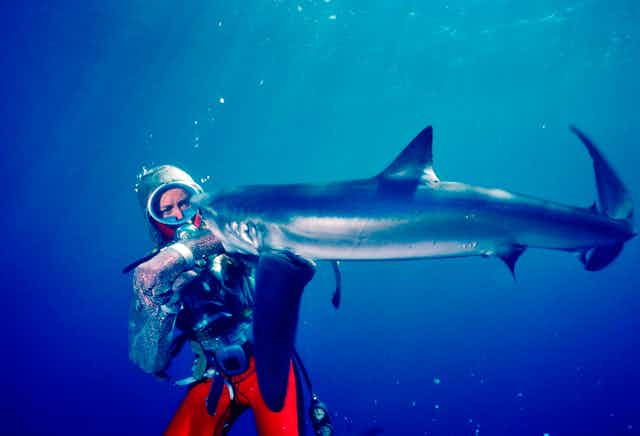 diver with shark