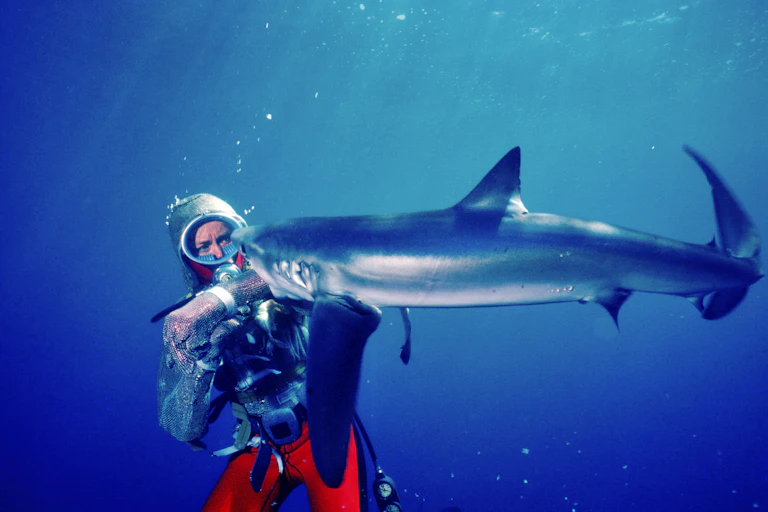 diver with shark
