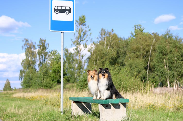 Two dogs sitting on a bench at a bus top