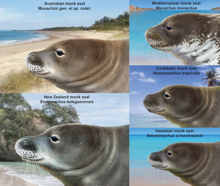 The most endangered seals in the world once called Australia home